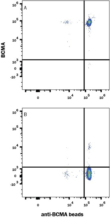 Fluorescent beads conjugated to anti-Human BCMA Monoclonal Antibody were stained with (A) Recombinant Human BCMA/TNFRSF17 Fc Chimera Atto 647N Protein or (B) unstained.